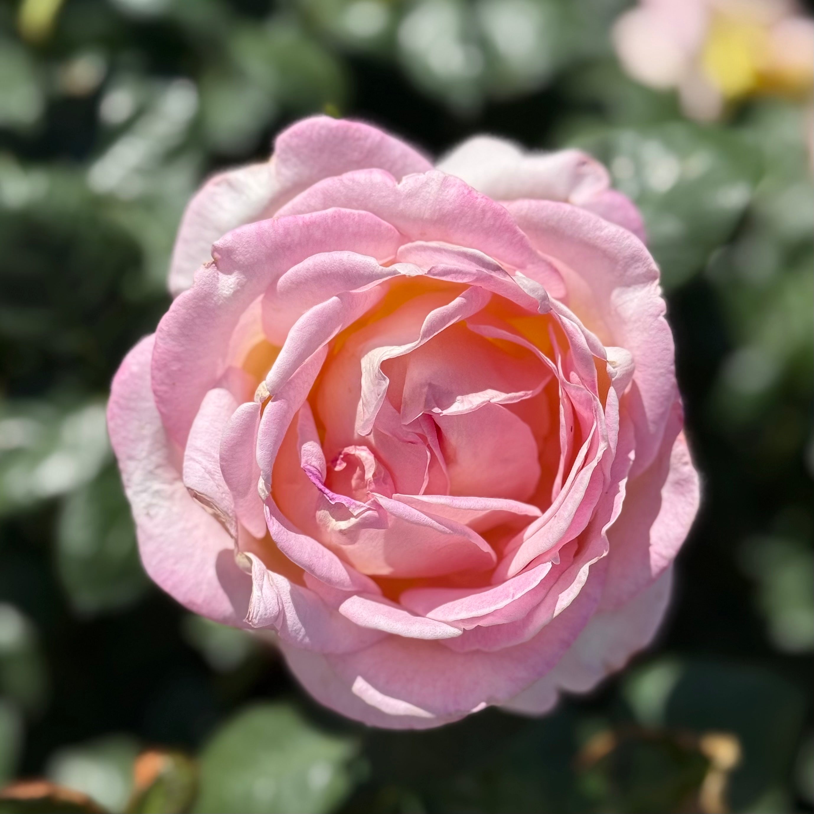Elle® Potted Tree Rose