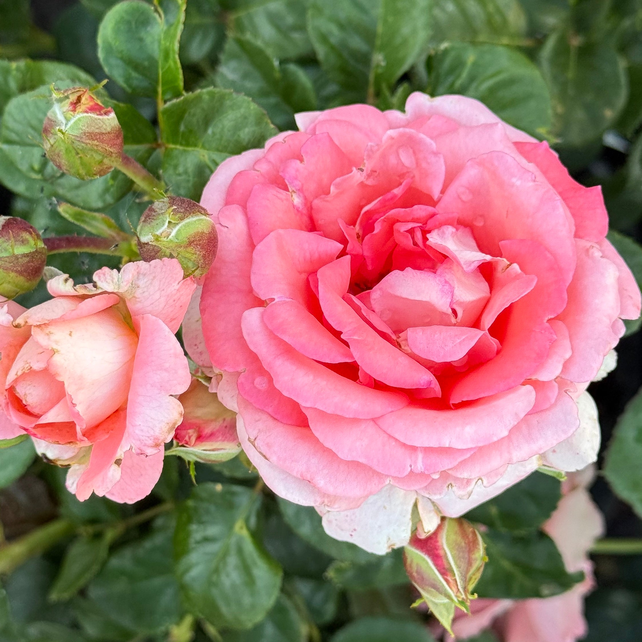 Waiheke Potted Rose Bush