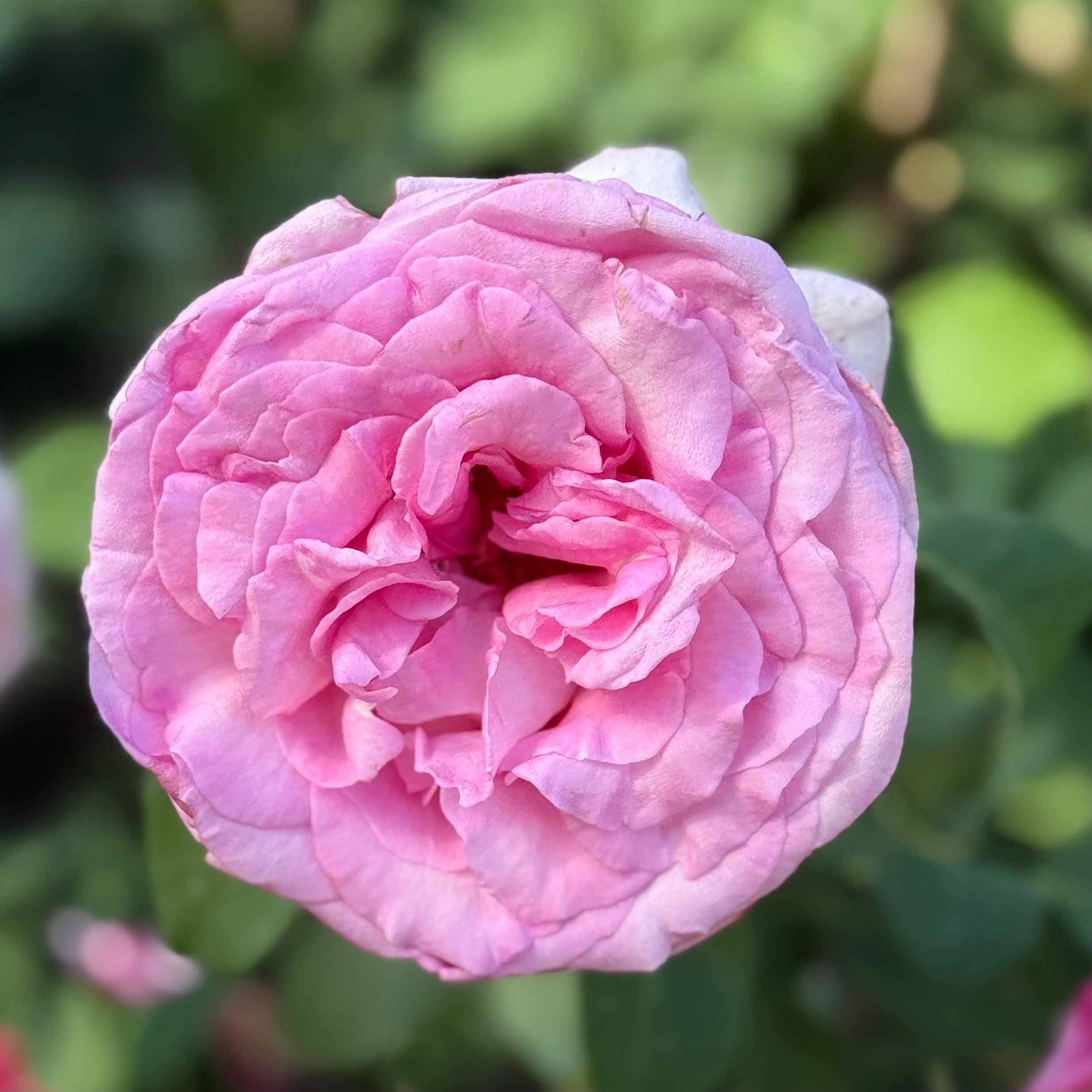 Eleganza® Beverly™ Potted Rose Bush