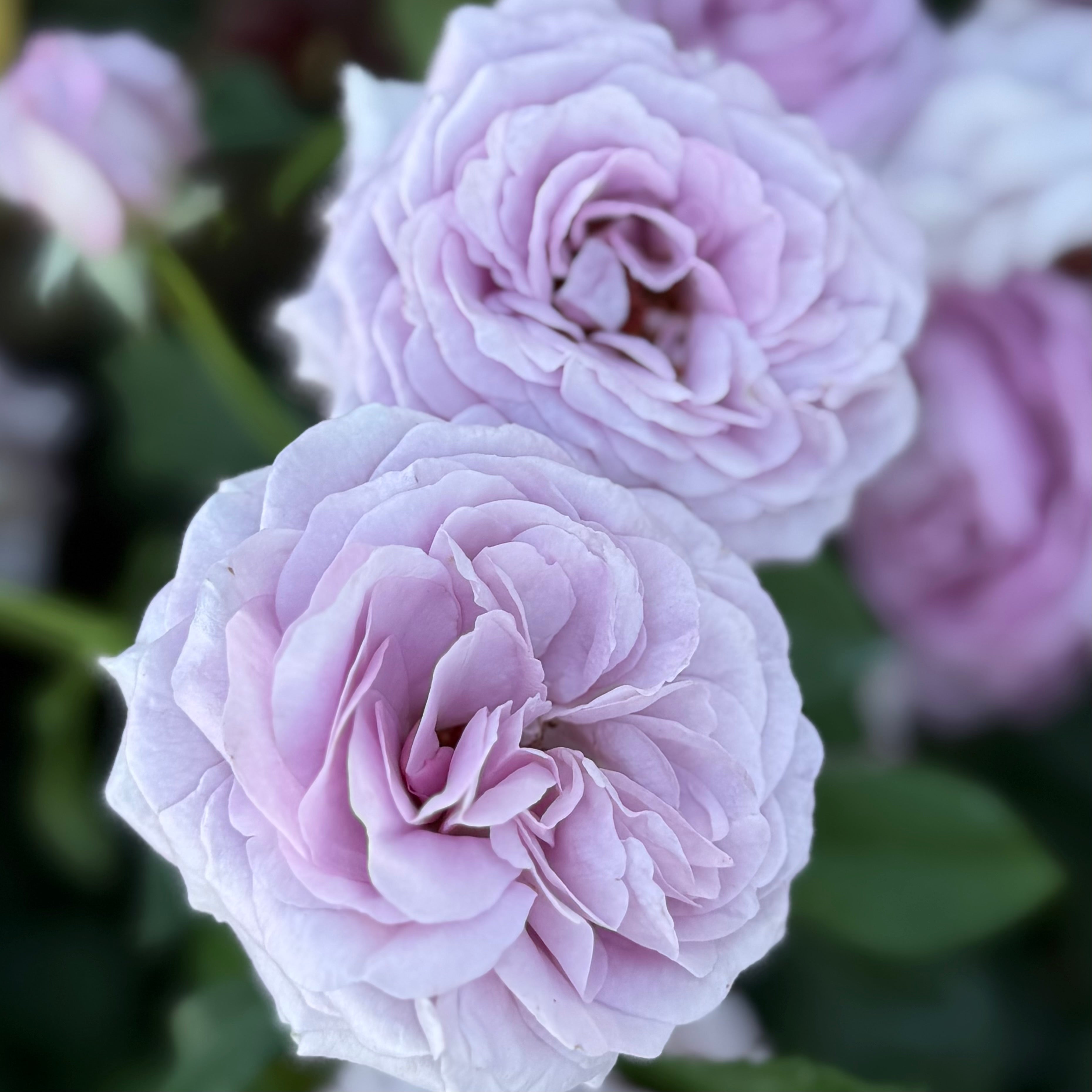 Violets Pride™ Potted Rose Bush
