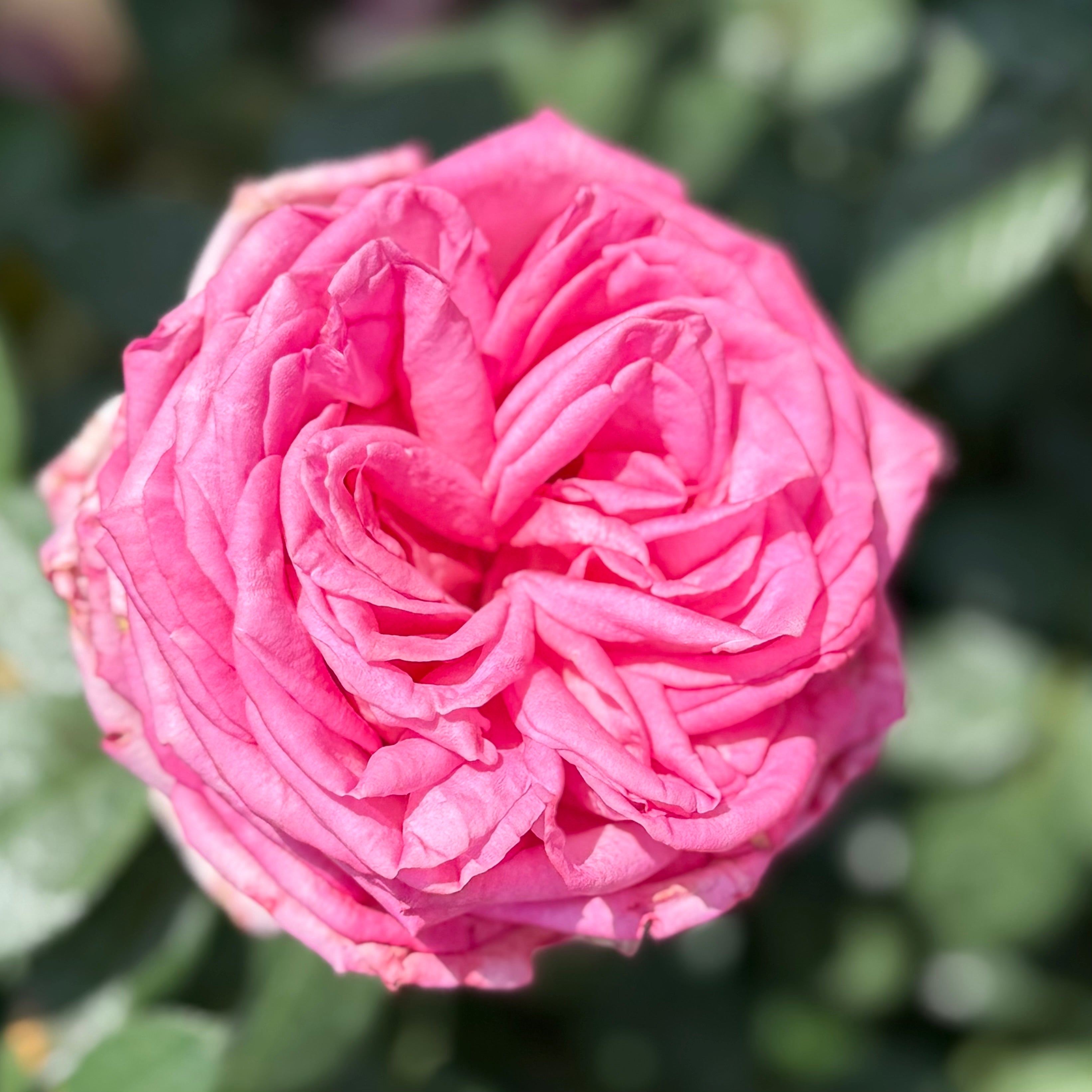 Eleganza® Wedding Bells™ Potted Rose Bush