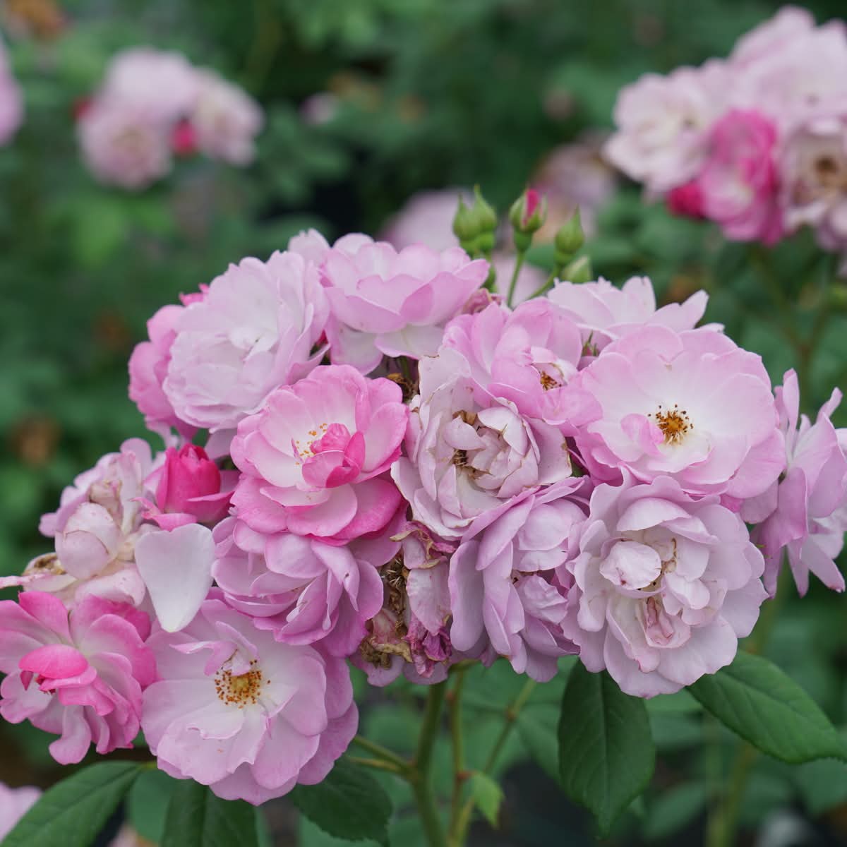 Proven Winners® Rise UpLilac Days™ Potted Rose Bush