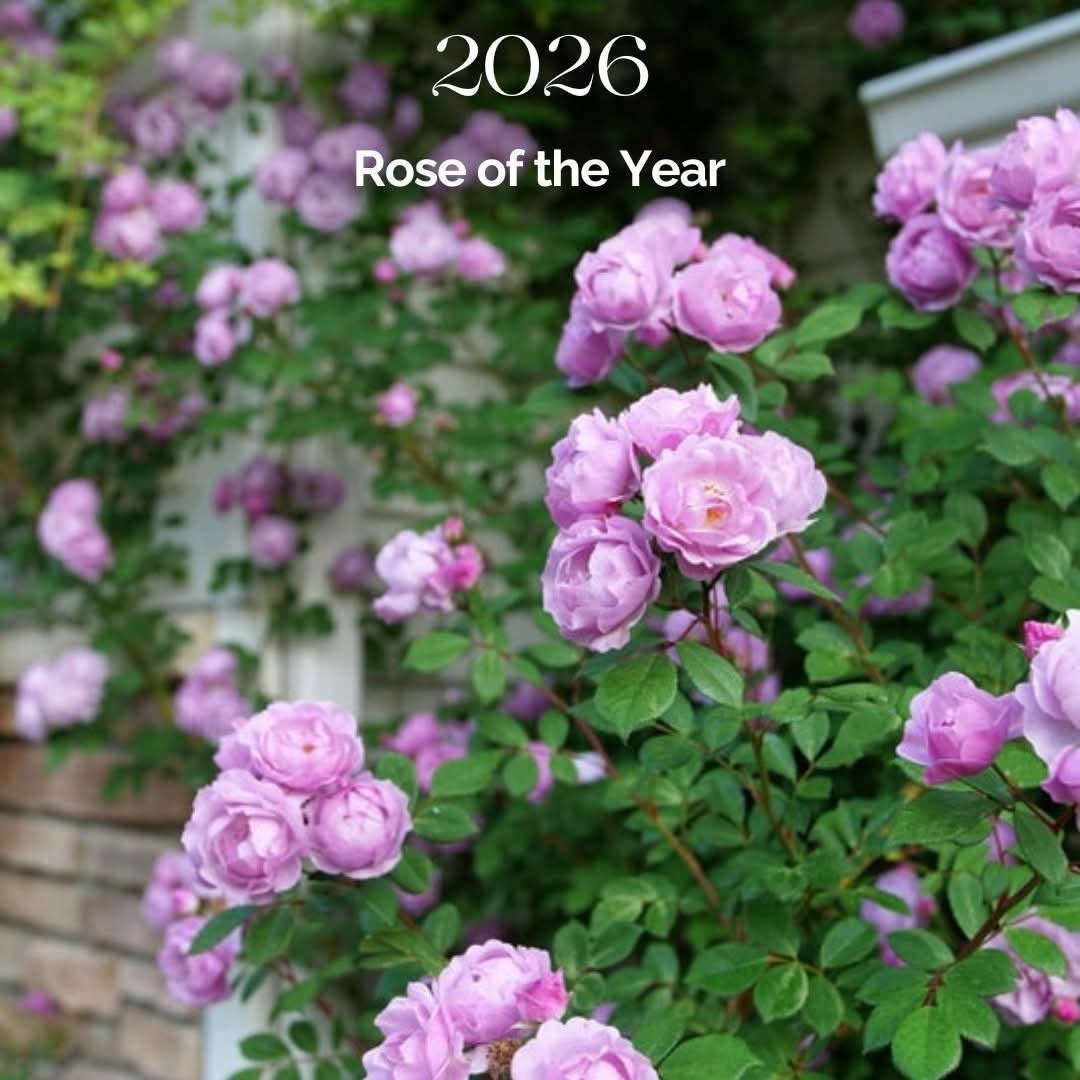 Proven Winners® Rise UpLilac Days™ Potted Rose Bush