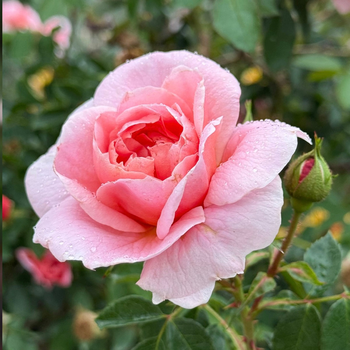 Colette™ Bare Root Climbing Rose