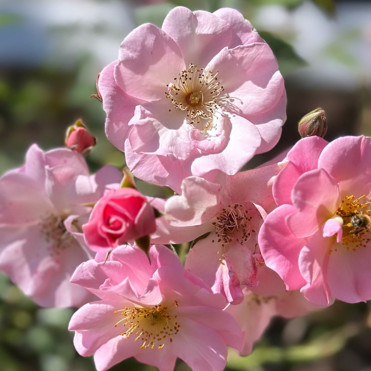 Sparrieshoop Potted Rose Bush