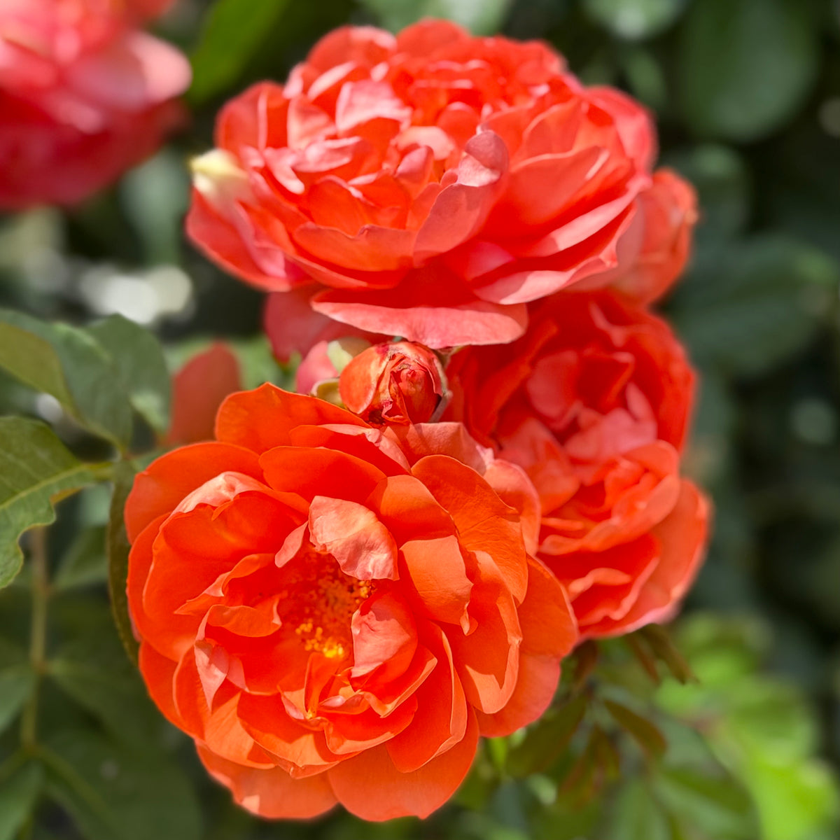 Above All™ Bare Root Climbing Rose Bush