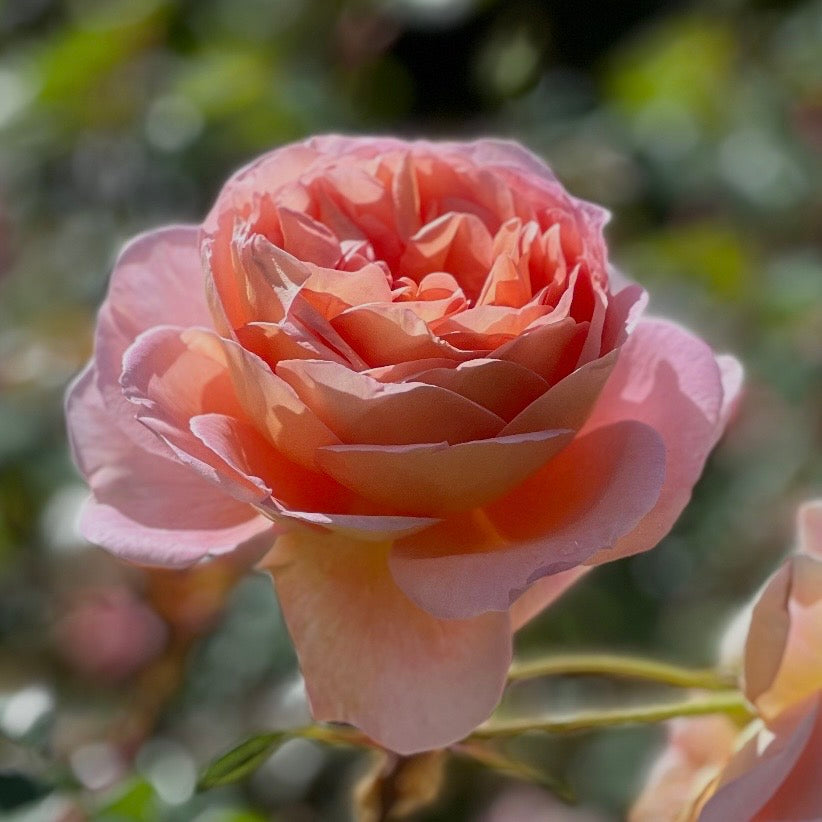 David Austin® Abraham Darby® Potted Rose Bush