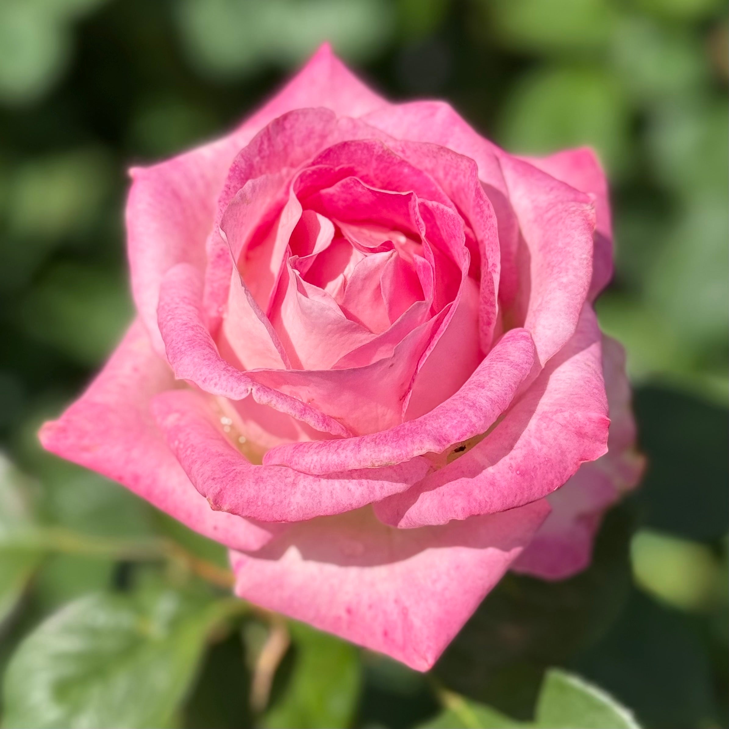 Painted Porcelain™ Potted Rose Bush