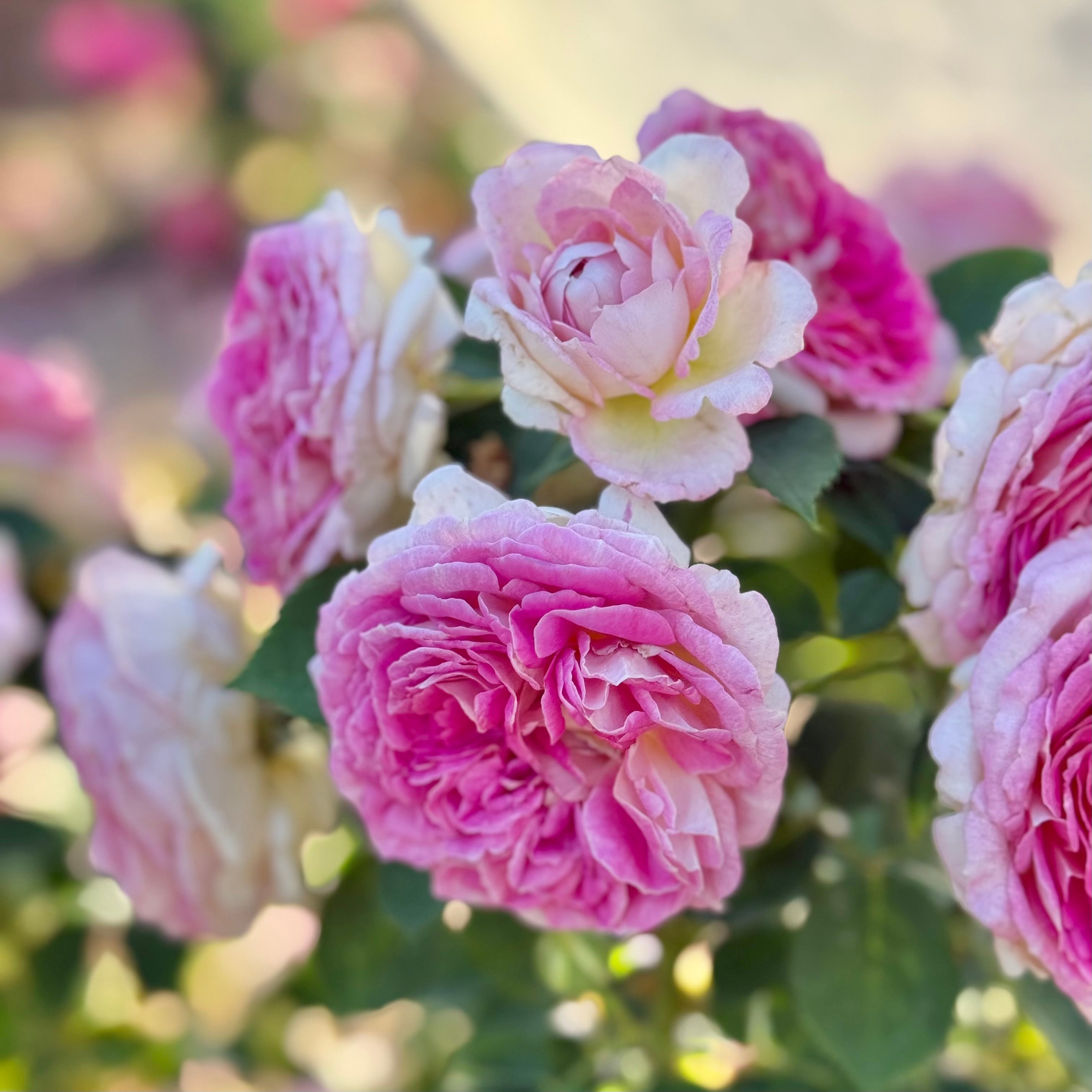 Fashion Forward™ Potted Rose Bush