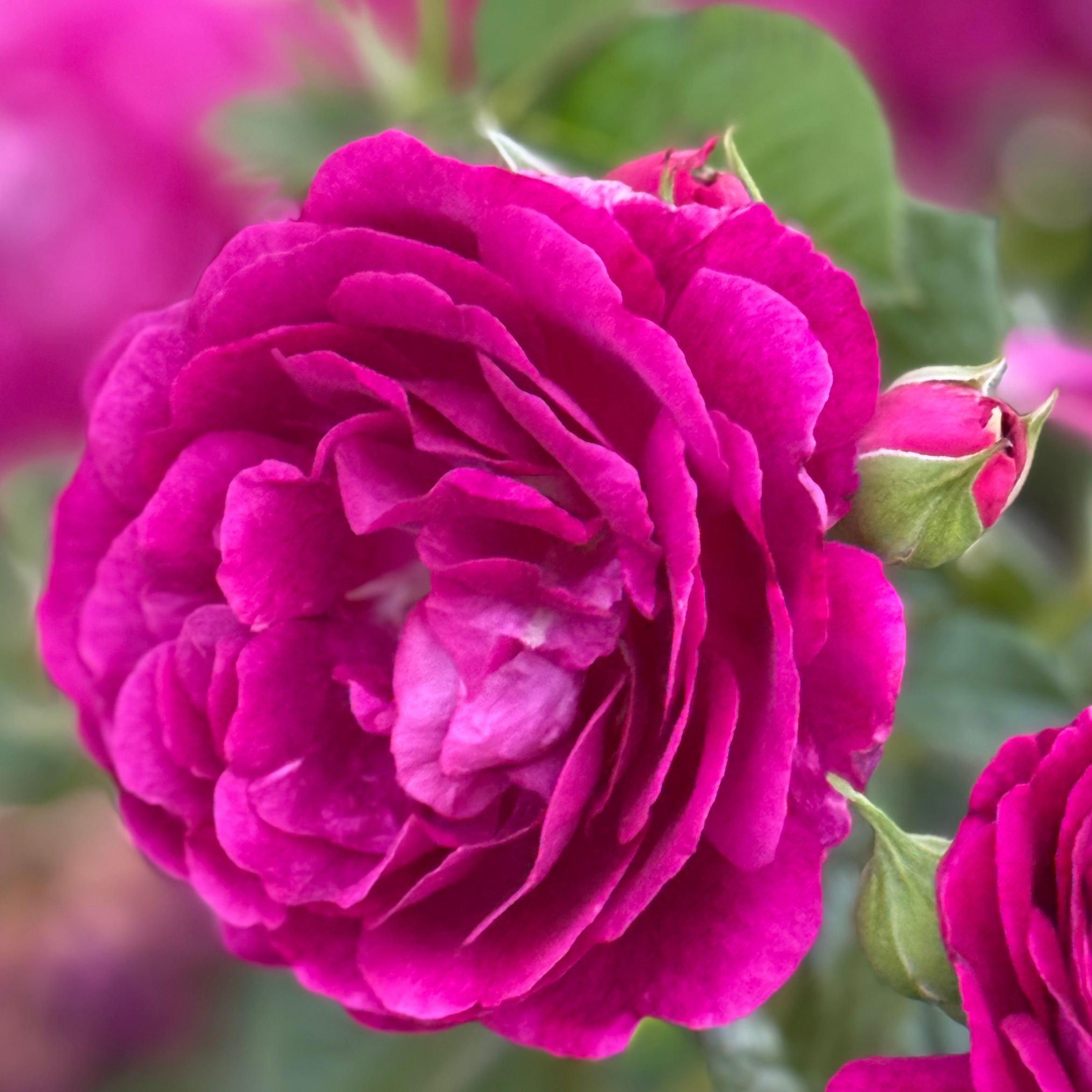 Twilight Zone™ Potted Rose Bush