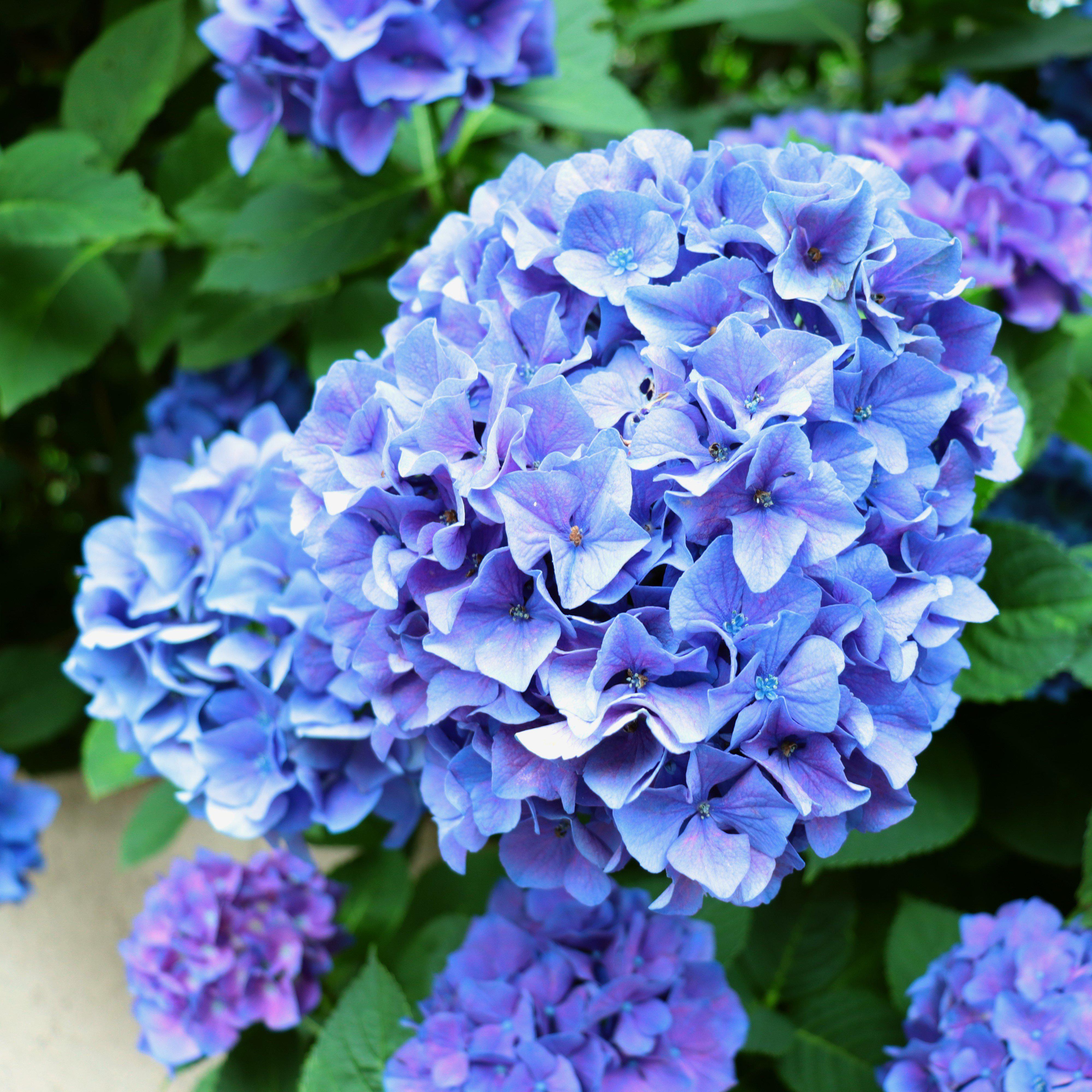 Hydrangea Nantucket Blue™ Potted Hydrangea Plant