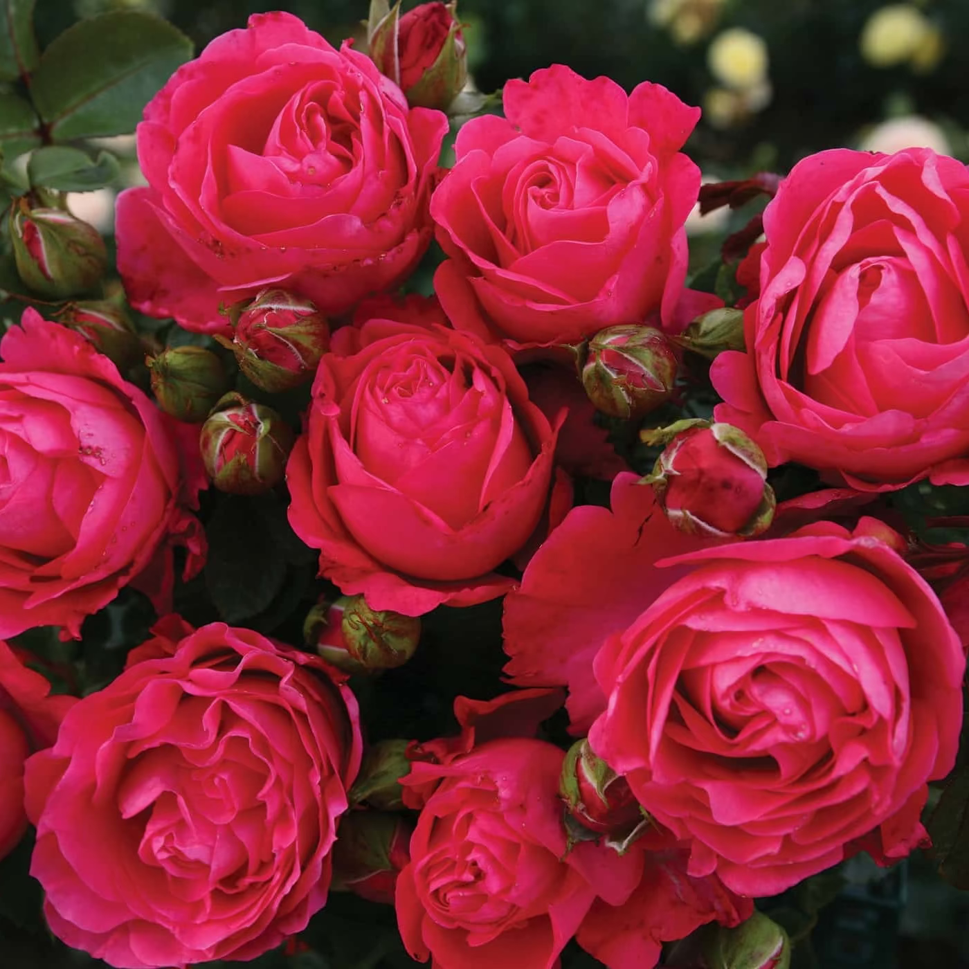 Eleganza® Fiji™ Bare Root Rose Bush