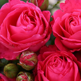 Eleganza® Fiji™ Potted Rose Bush