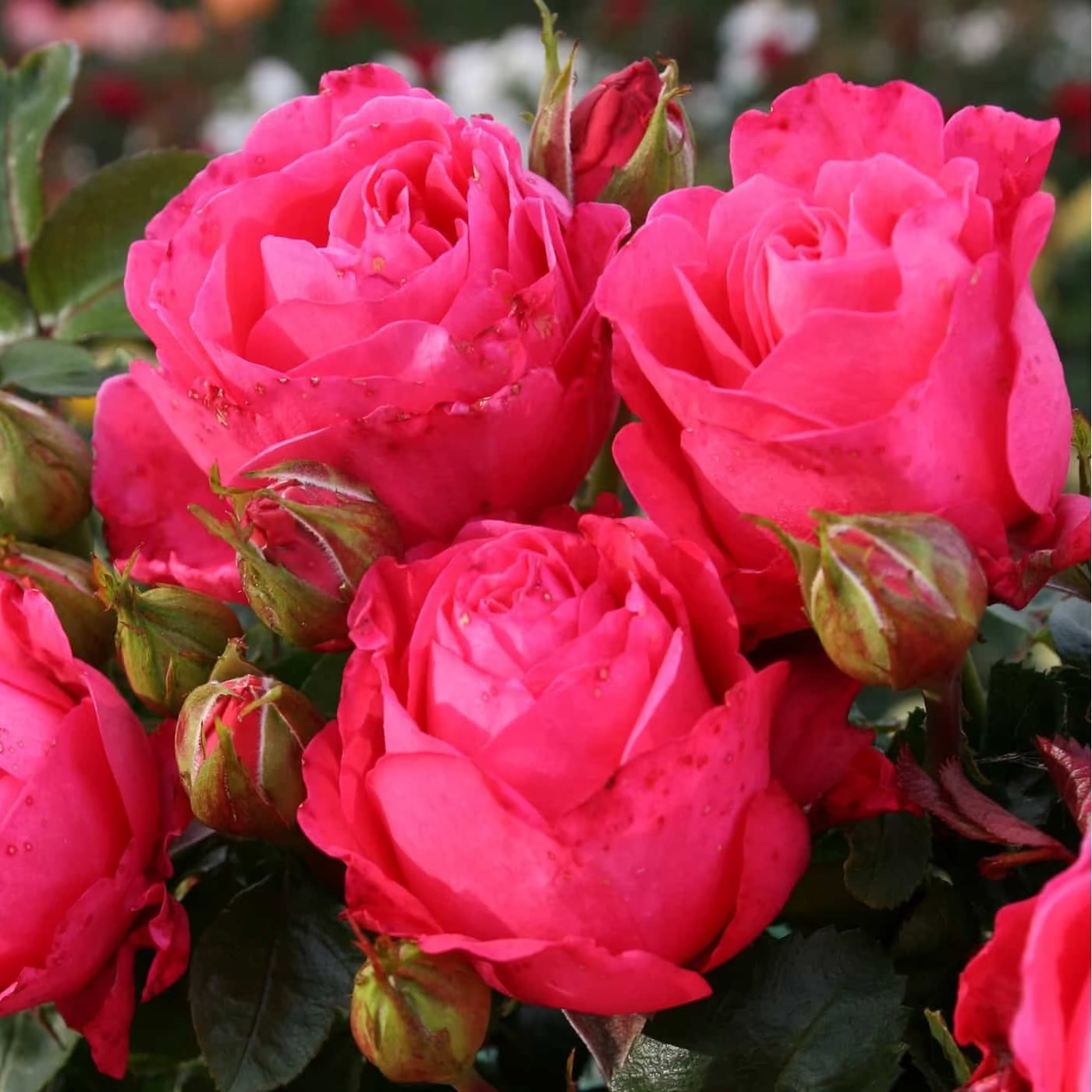 Eleganza® Fiji™ Bare Root Rose Bush