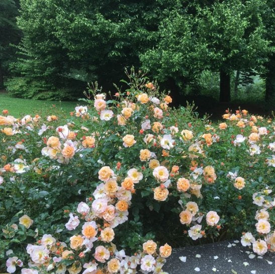Flower Carpet® Amber Potted Rose Bush