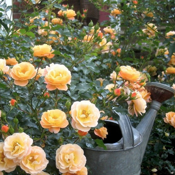 Flower Carpet® Amber Potted Rose Bush