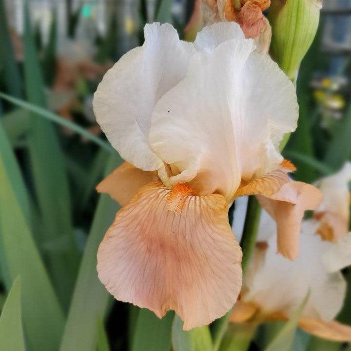 Iris Invitation Potted Bearded Iris Plant