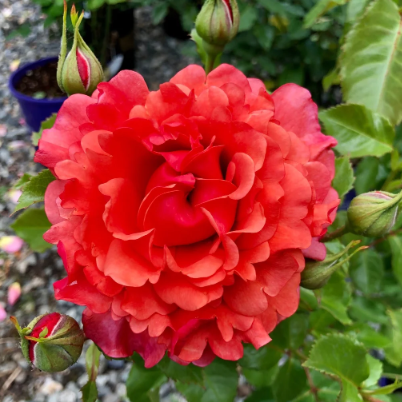 Foxy Lady⢠Bare Root Rose Bush