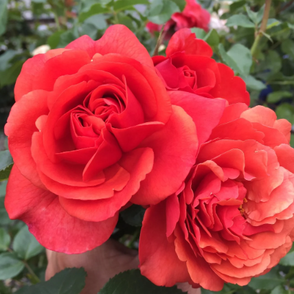 Foxy Lady™ Bare Root Rose Bush