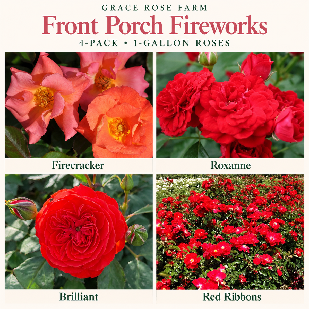 FRONT PORCH FIREWORKS 4 Pack - Firecracker, Roxanne, Brilliant, Red Ribbons