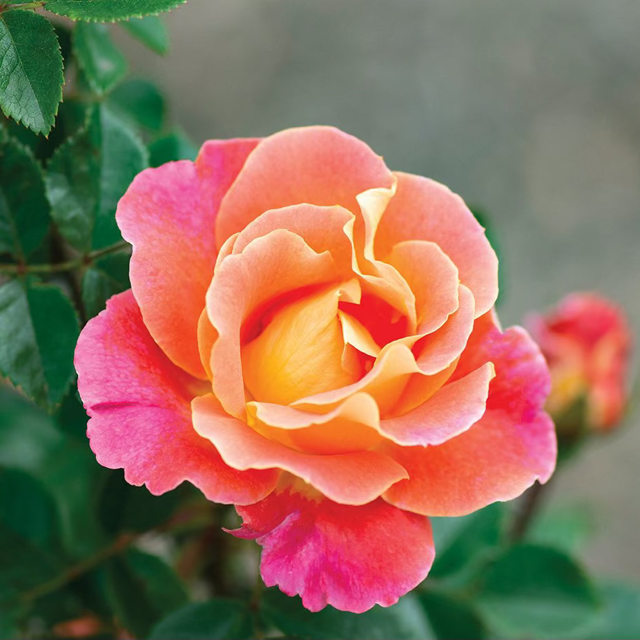 Fruity Petals™ Bare Root Climbing Rose