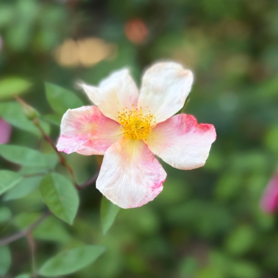 The Butterfly Rose (Mutabalis) Potted Climbing Rose