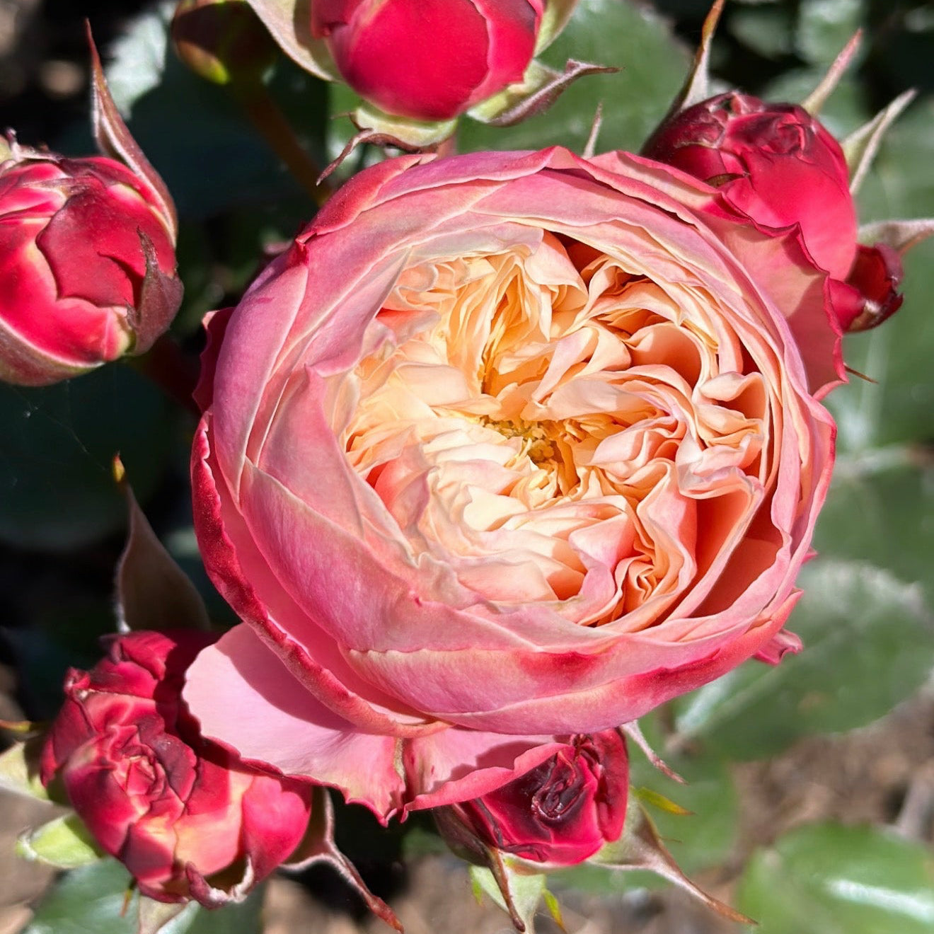 Mon Amour Potted Rose Bush
