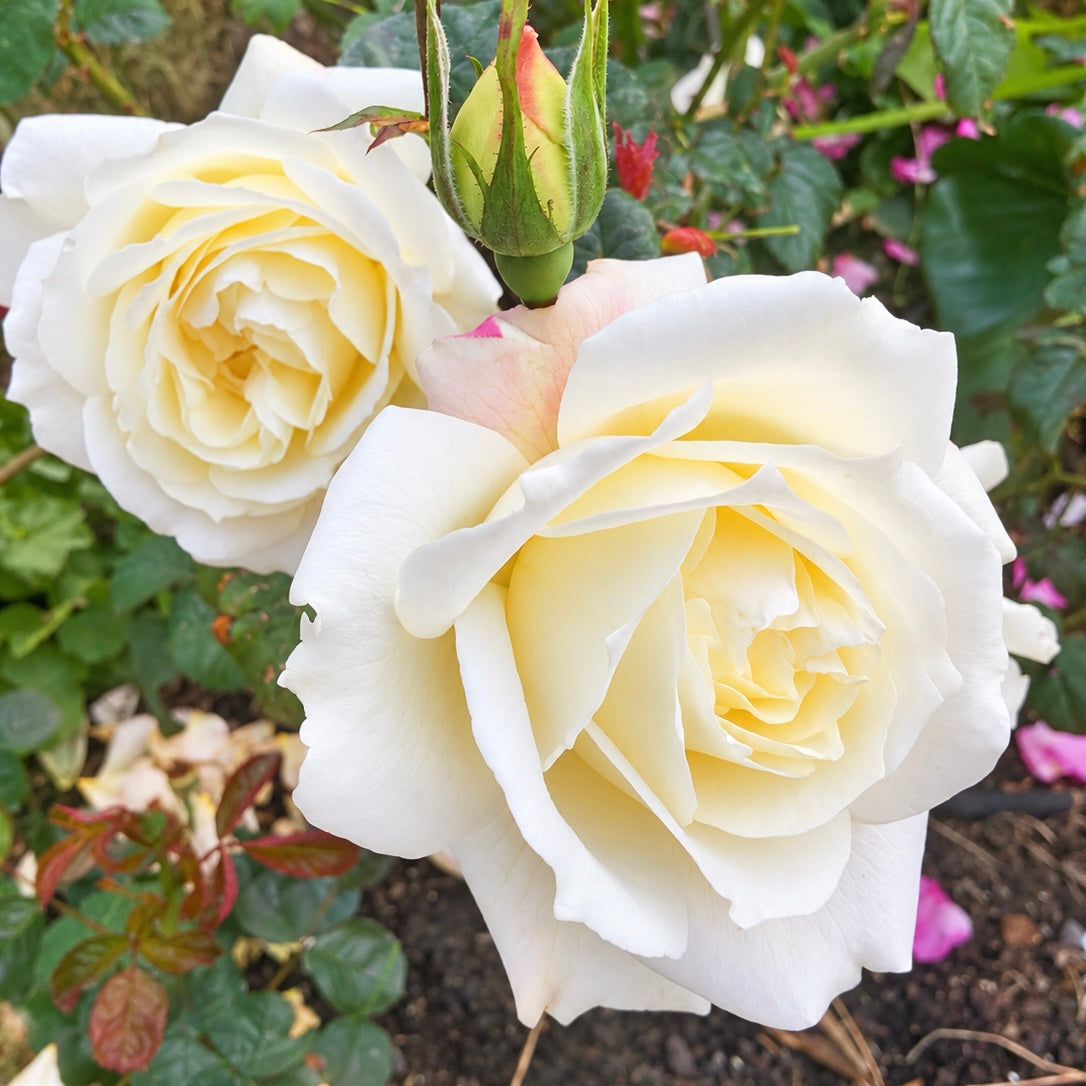 April Moon Potted Rose Bush