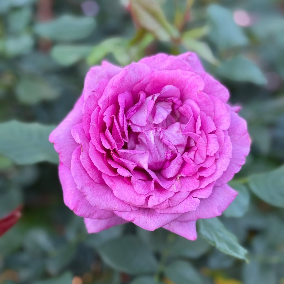 Perfume Factory™ Potted Tree Rose