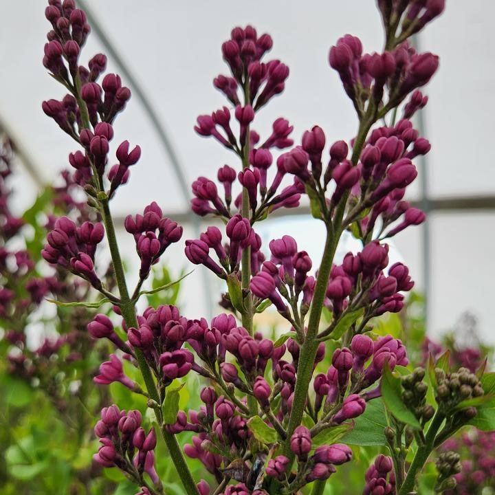 Lilac Declaration Potted Lilac Bush