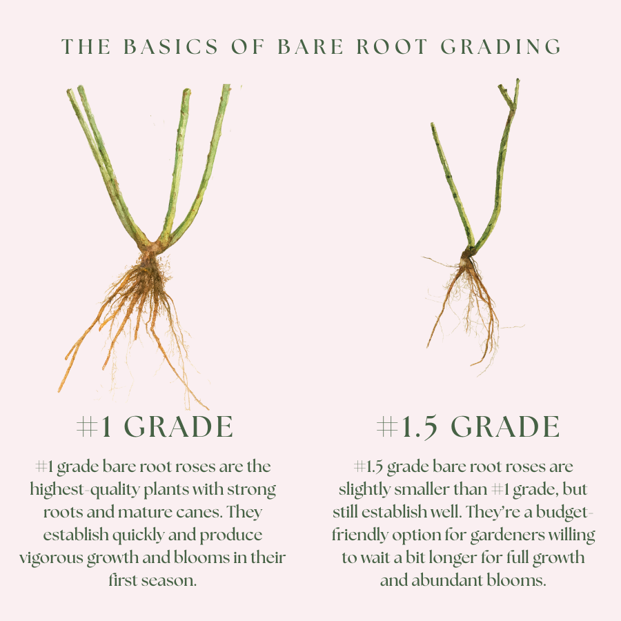 Bolero™ Bare Root Rose Bush