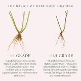 Romantica® Moonlight™ Bare Root Rose Bush