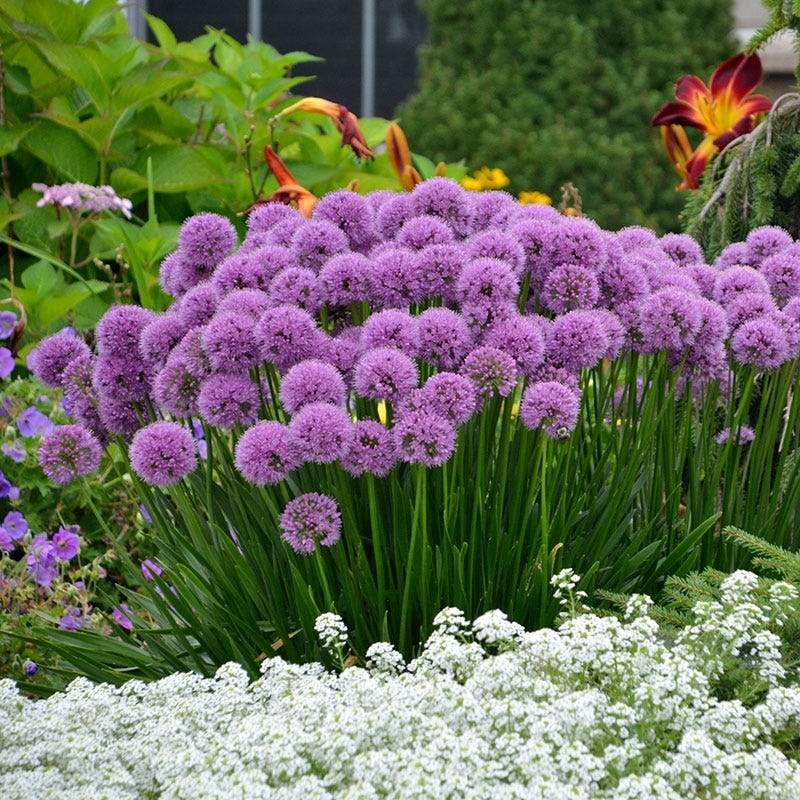 Allium Millenium Ornamental Potted Onion