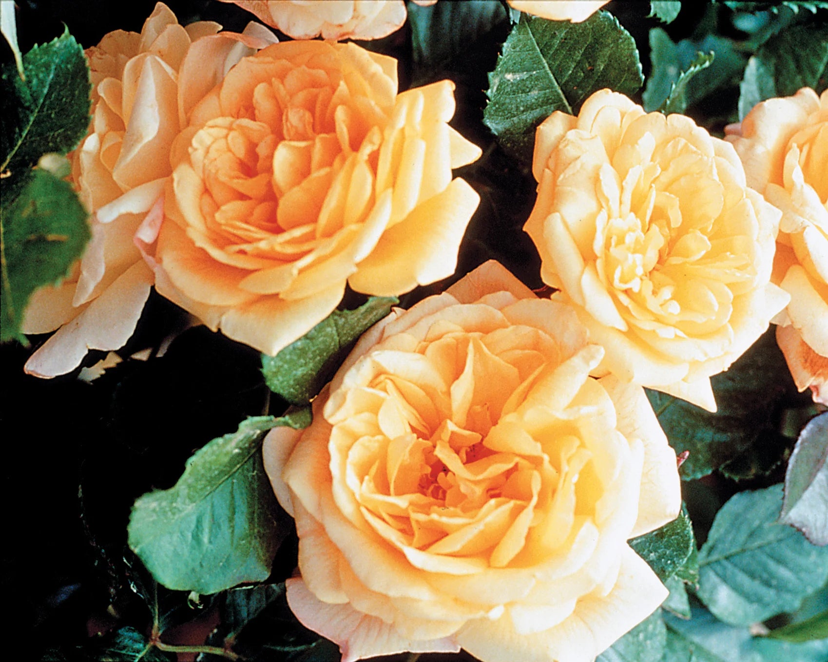 Garden Sun™ Bare Root Climbing Rose