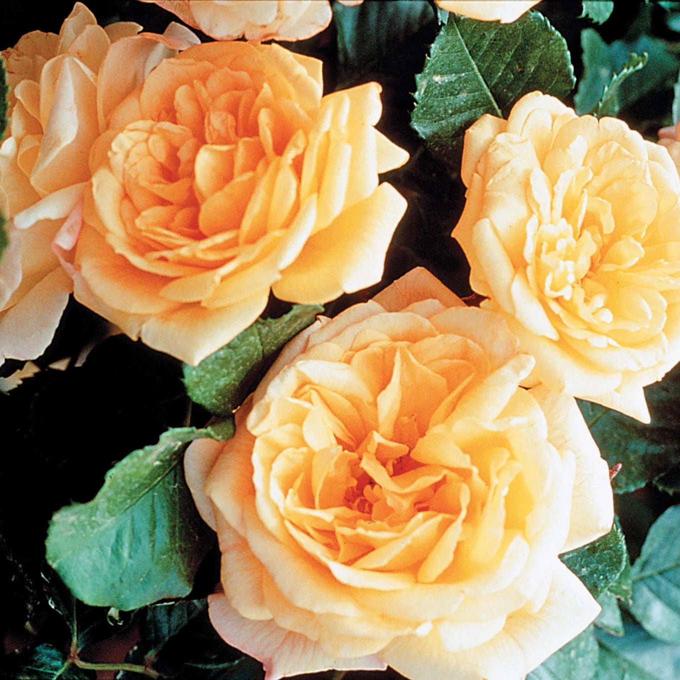 Garden Sun™ Bare Root Climbing Rose