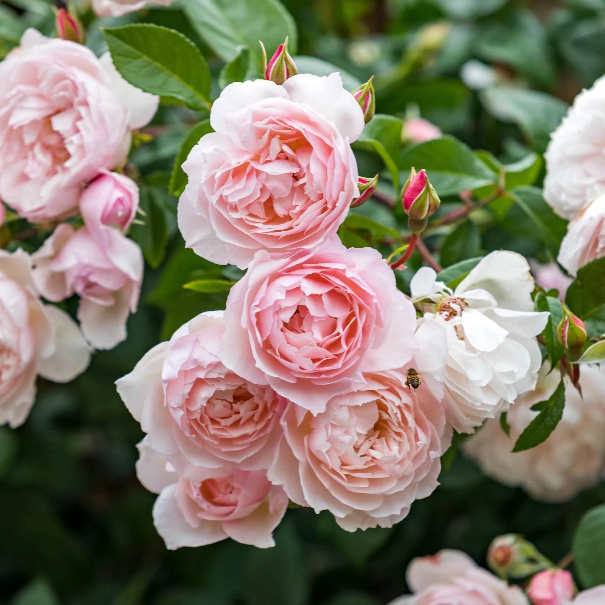 David Austin® The Generous Gardener® Potted Rose Bush