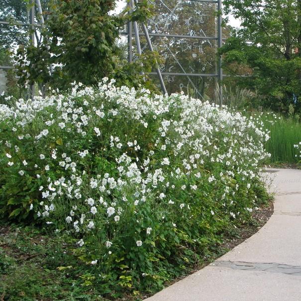 Anemone Honorine Jobert Potted Anemone Plant