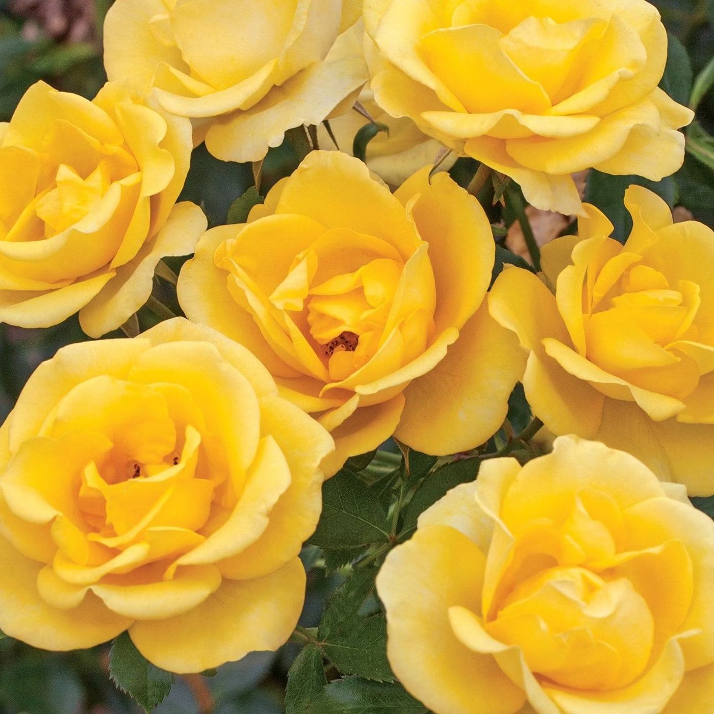 Gilded Sun™ Bare Root Tree Rose