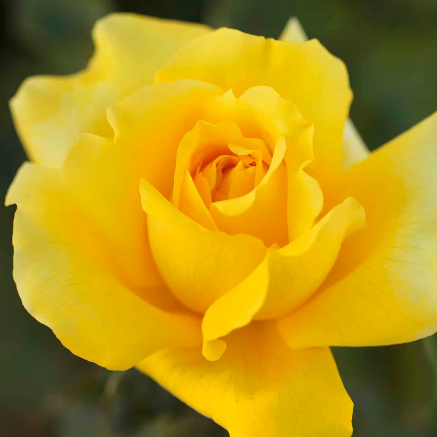 Gina Lollobrigida Potted Rose Bush