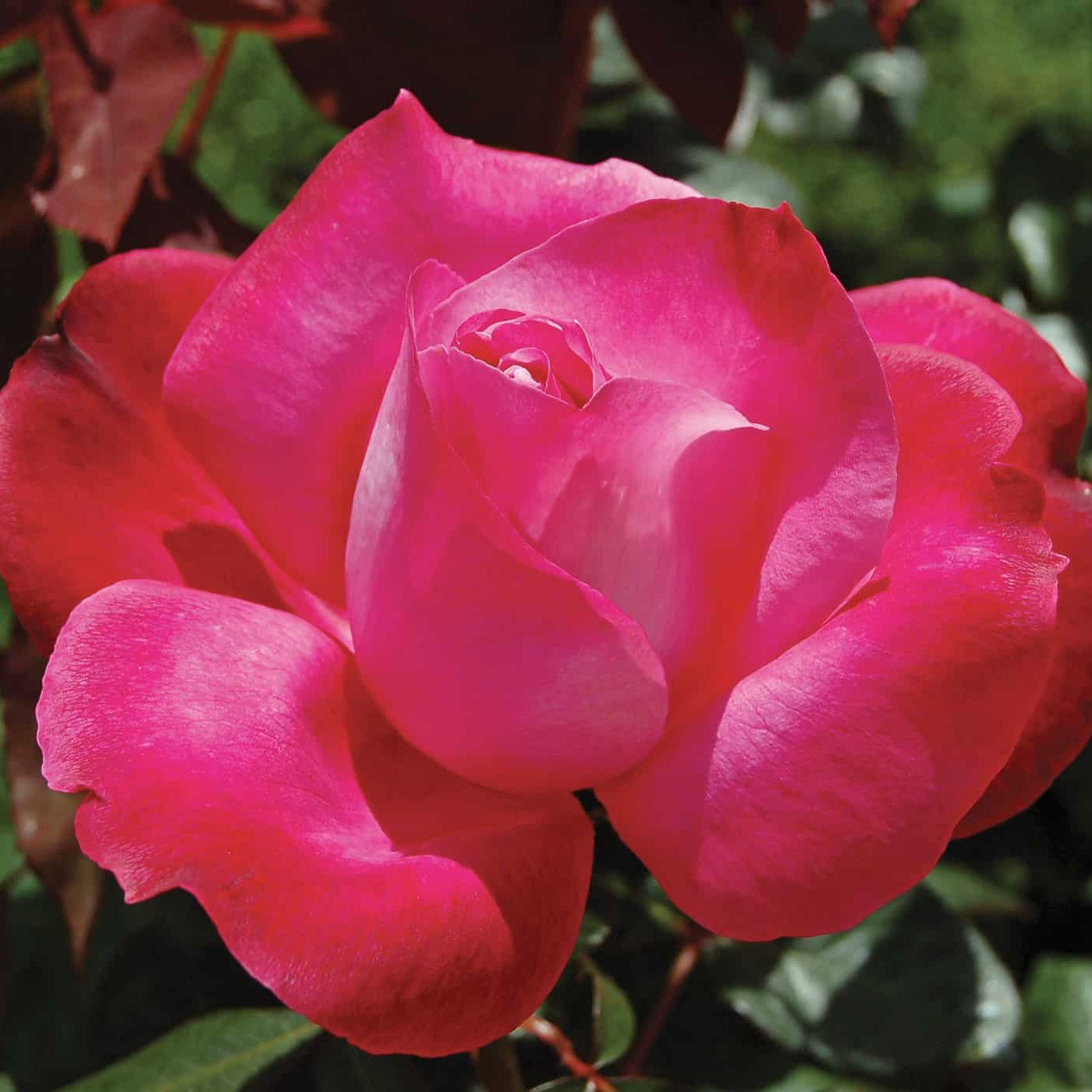 Girl's Night Out™ Bare Root Rose Bush
