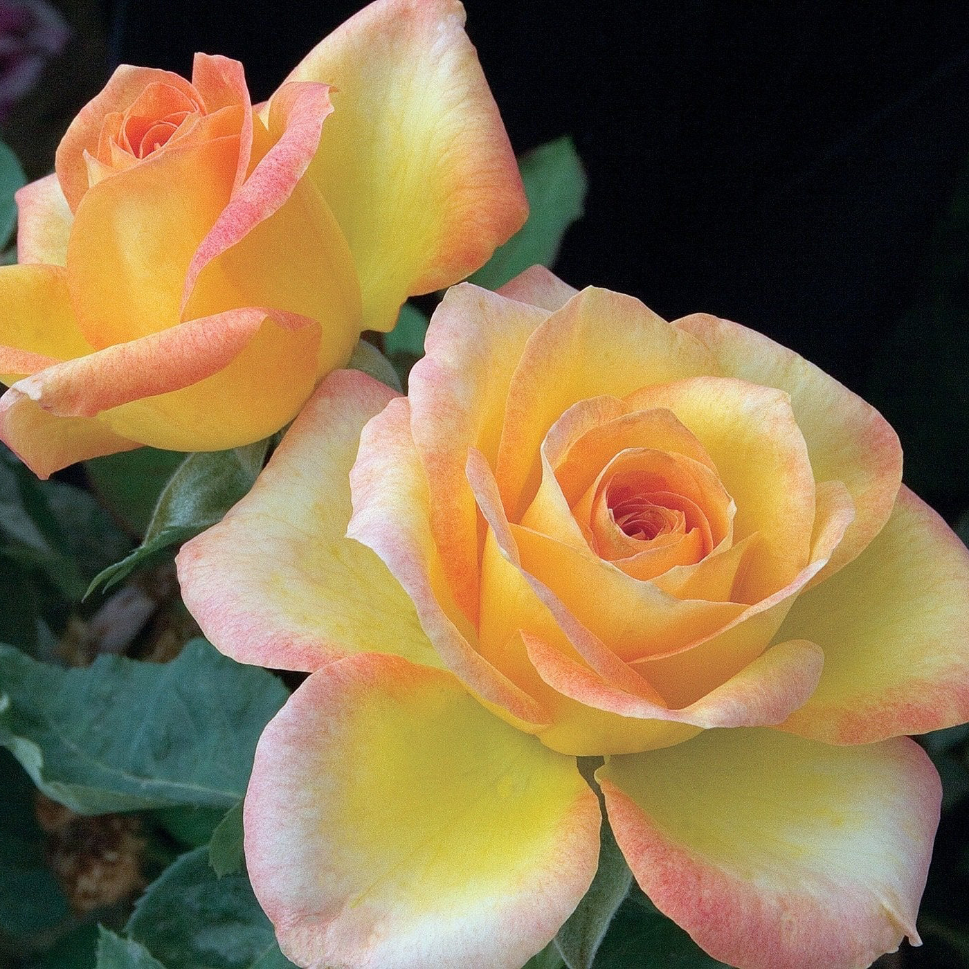 Gold Medal™ Potted Rose Bush