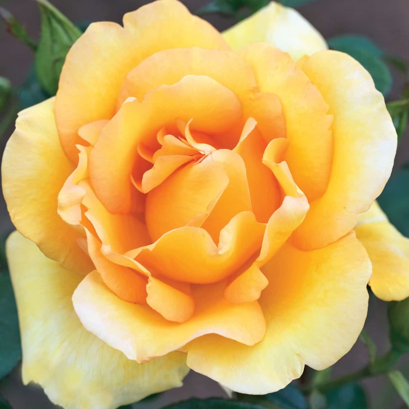 Gold Medal Bare Root Tree Rose
