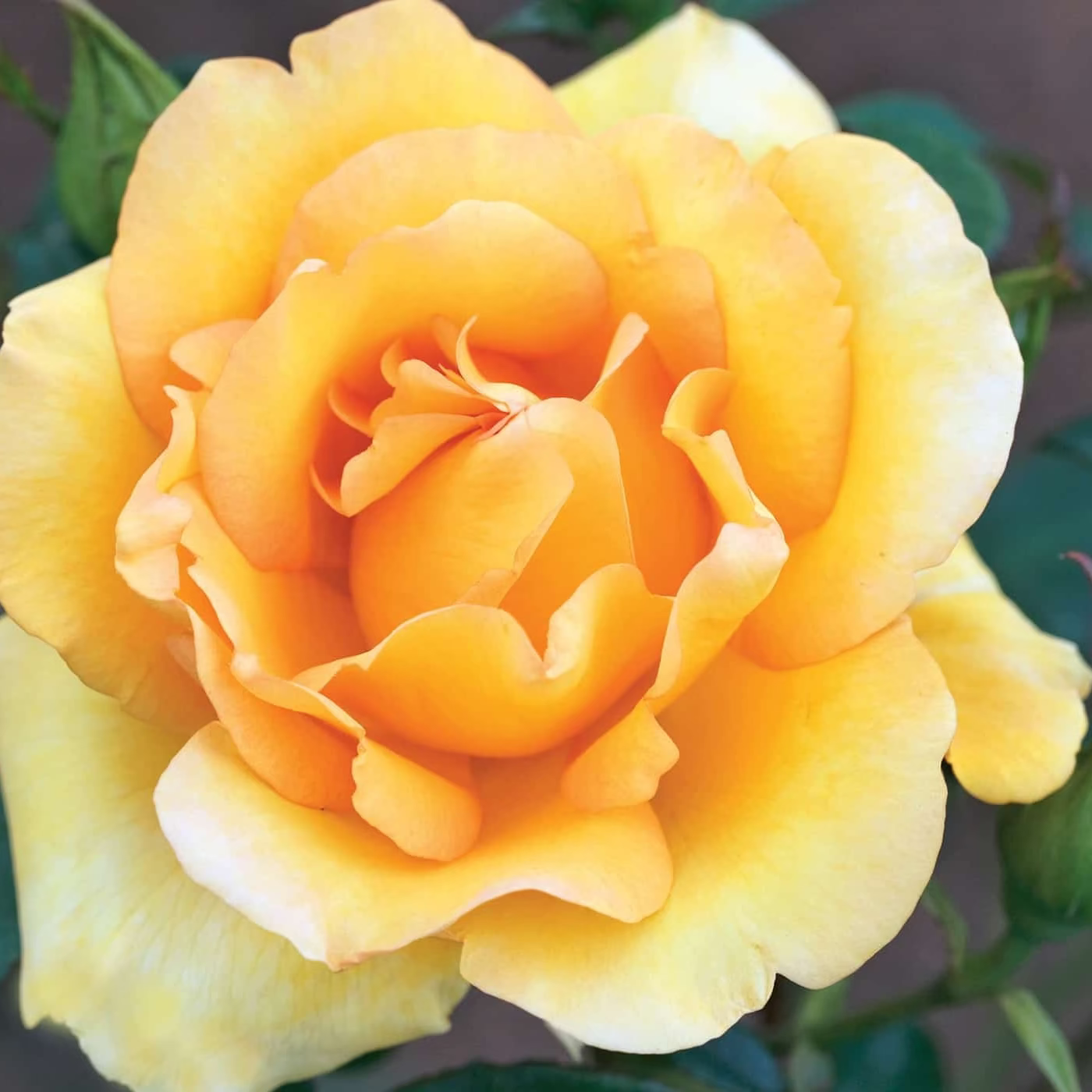 Gold Medal™ Potted Tree Rose