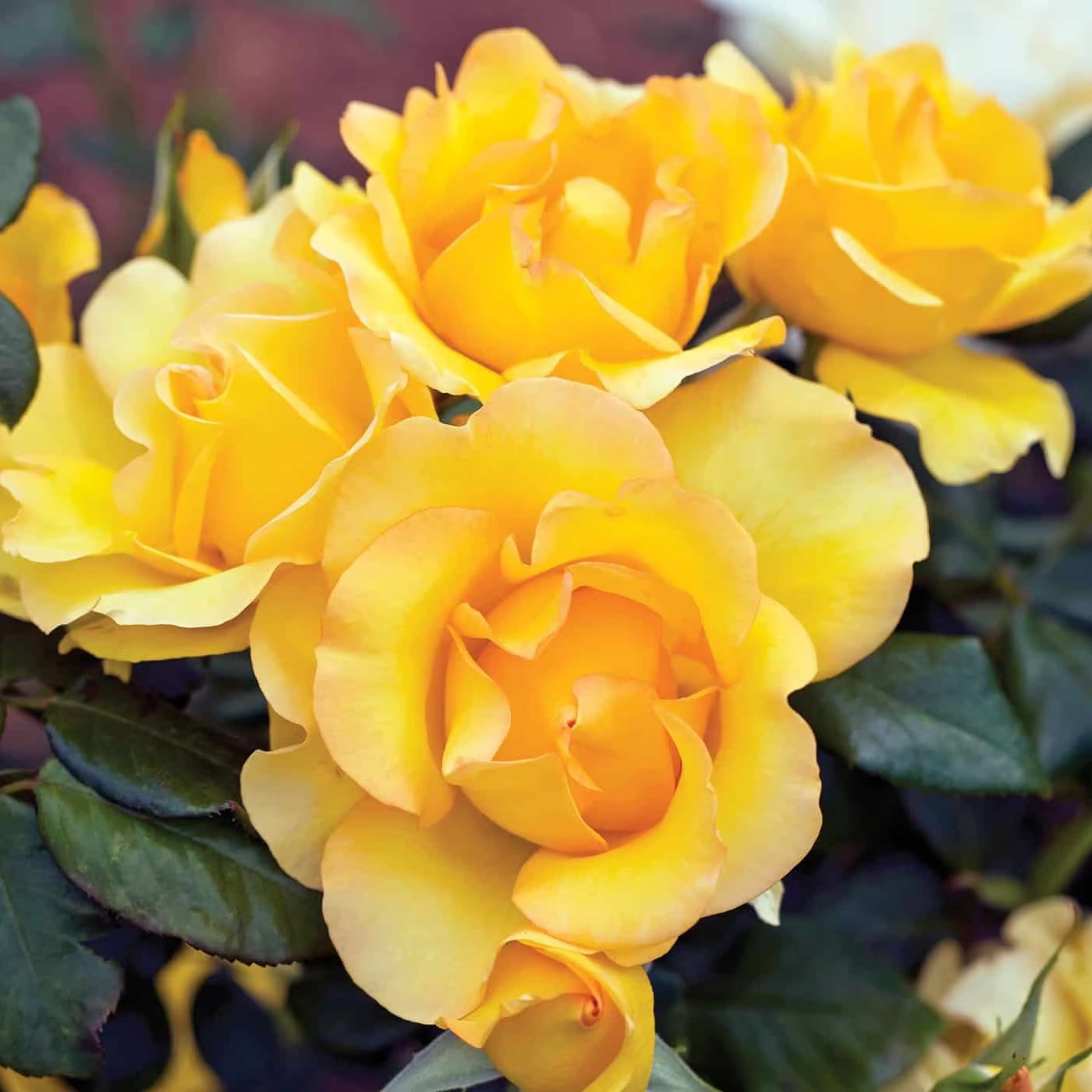 Gold Struck™ Potted Tree Rose
