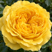 Golden Yellow Roses
