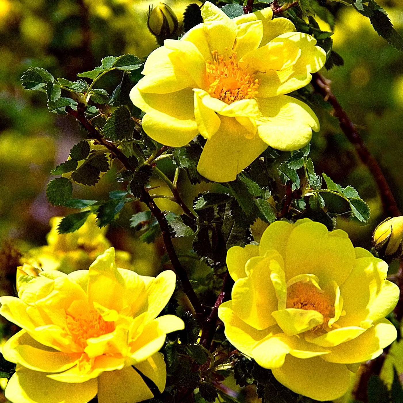 Golden Showers Bare Root Climbing Rose