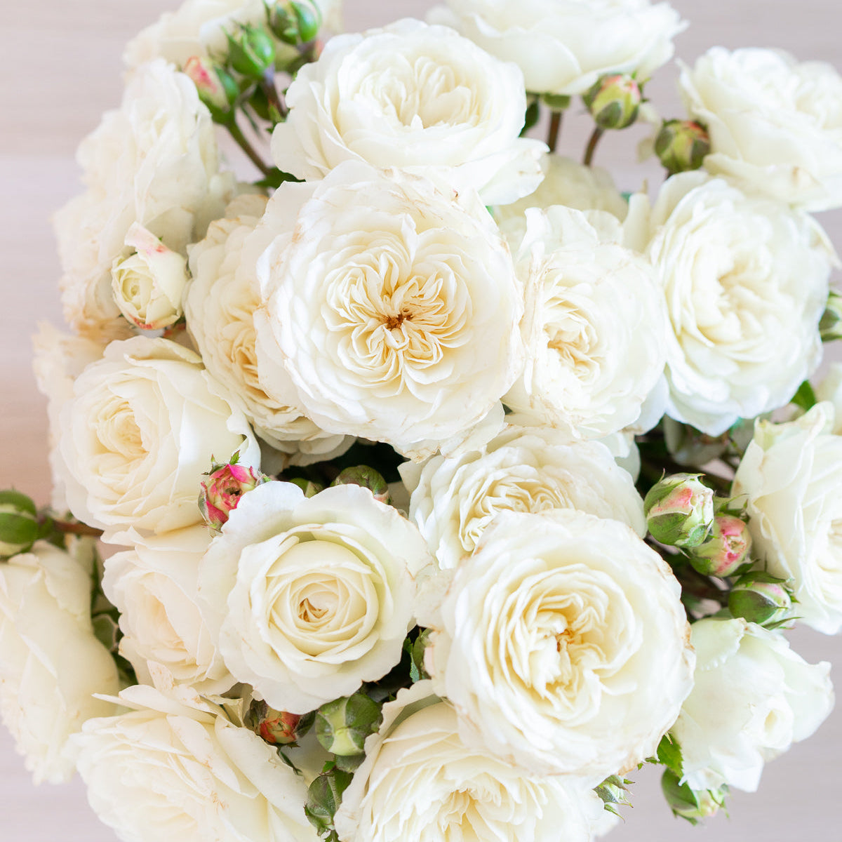 David Austin ® Tranquillity Potted Rose Bush