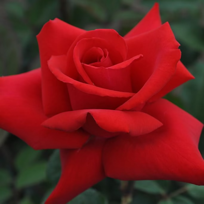 Eleganza® Grande Amore™ Bare Root Rose Bush