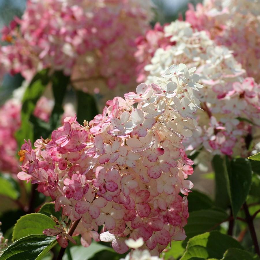 Hydrangea First Editions® Strawberry Sundae® Potted Hydrangea Plant