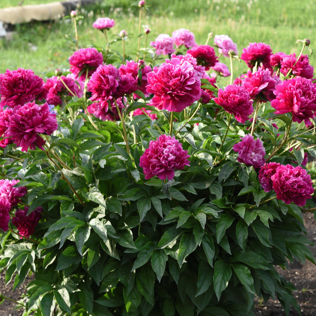 Peony Kansas - Peony Bulbs